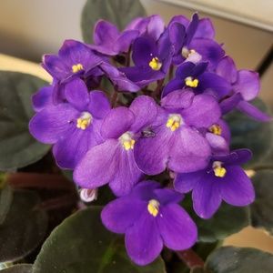 Meet your Posher, Mioshi